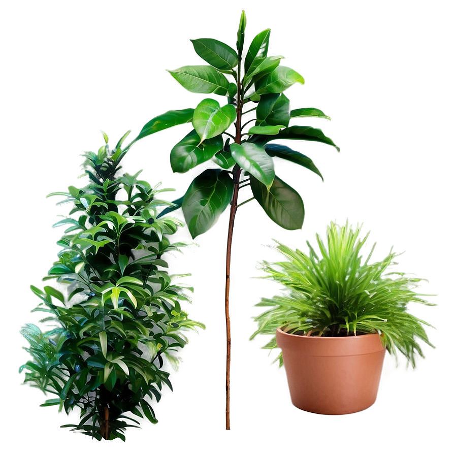 Download Evergreen Plants Png 9 | Wallpapers.com