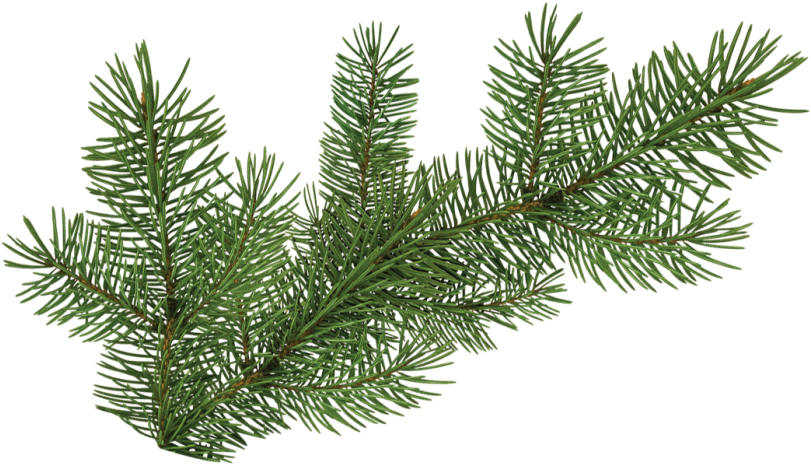 Evergreen Spruce Branch.png PNG
