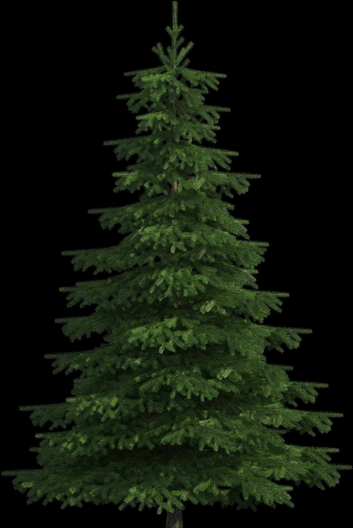 Evergreen Tree Black Background PNG