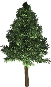 Evergreen Tree Graphic PNG
