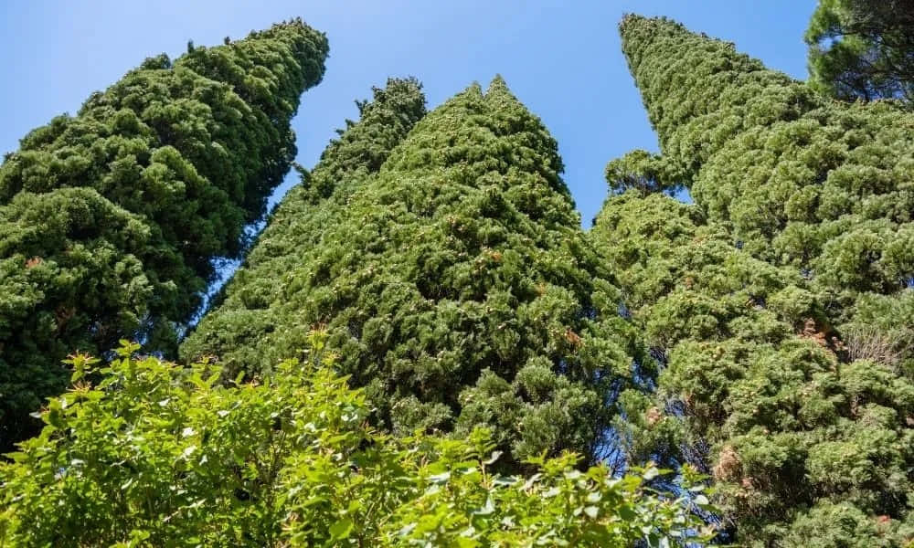 Majestic Evergreen Trees in Different Shapes and Sizes