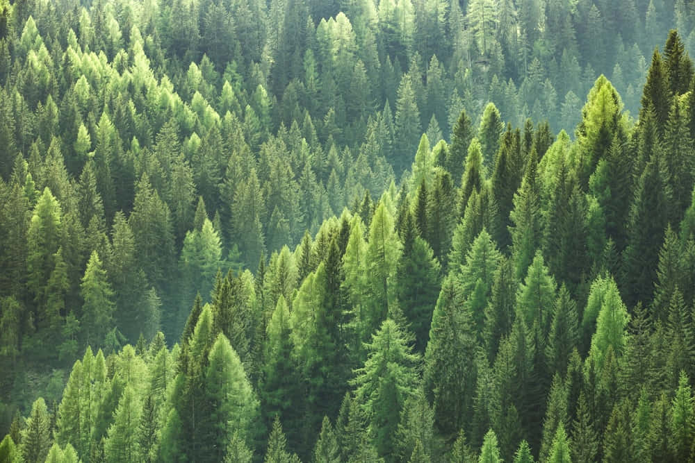 A majestic evergreen forest