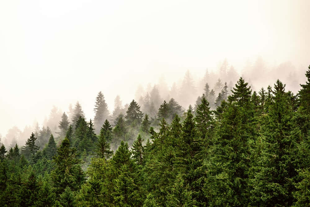Evergreen trees live up to their namesake -regardless of the seasons, their natural beauty remains unchanged