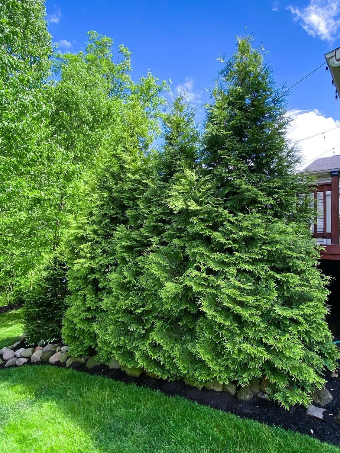 A Large Tree In The Yard With A Deck