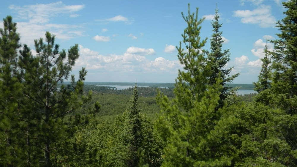A picturesque landscape of evergreen trees in the North