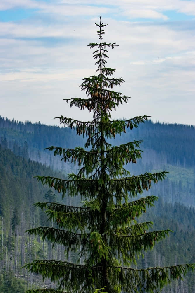 A Serene Green View of Spruce and Douglas Fir Trees
