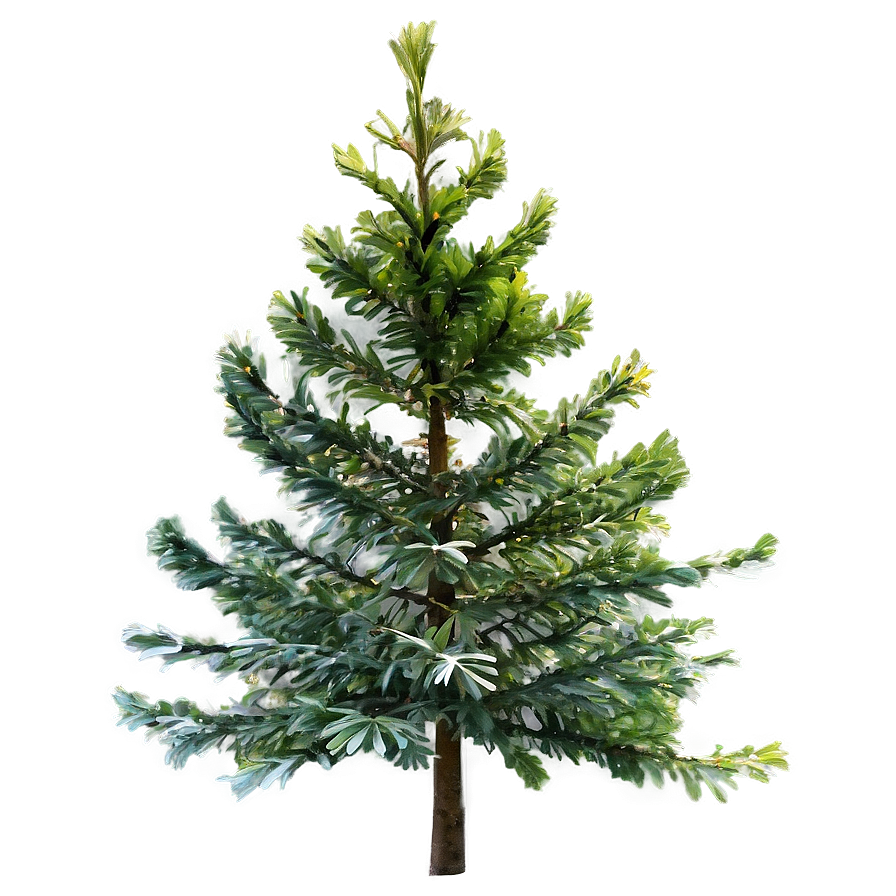 Download Evergreen Trees Png 05042024 | Wallpapers.com