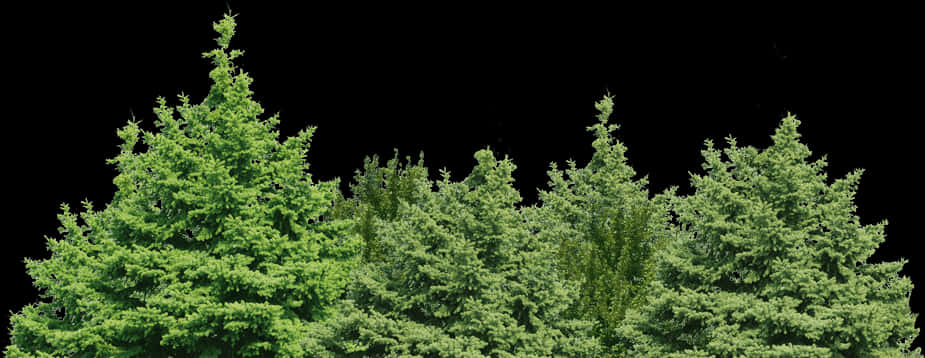 Evergreen Treetops Against Night Sky PNG