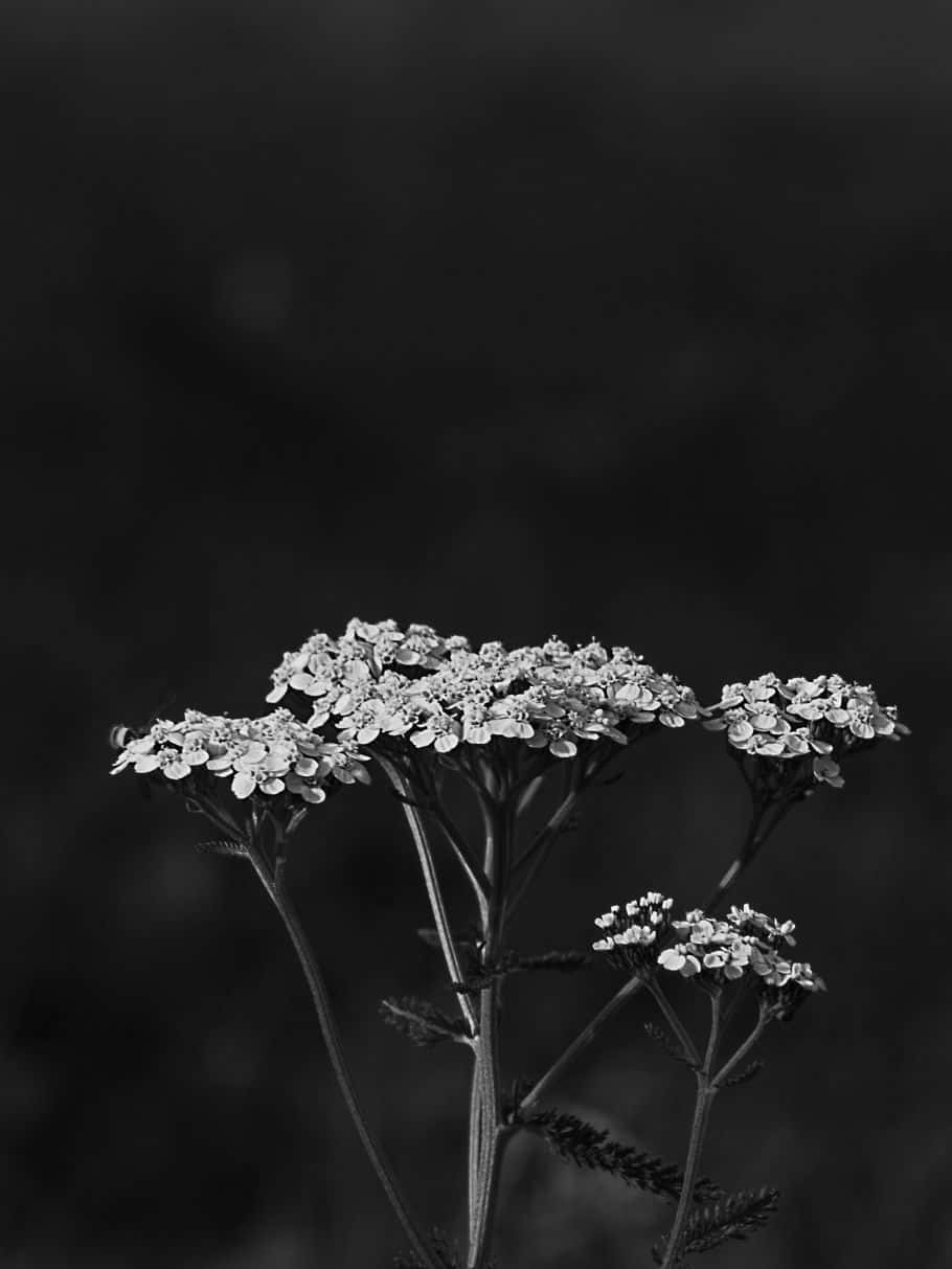 Fleur Monochrome Évocatrice En Pleine Floraison Fond d'écran