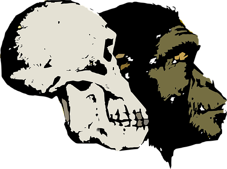 Evolutionary Transition Skull Art PNG