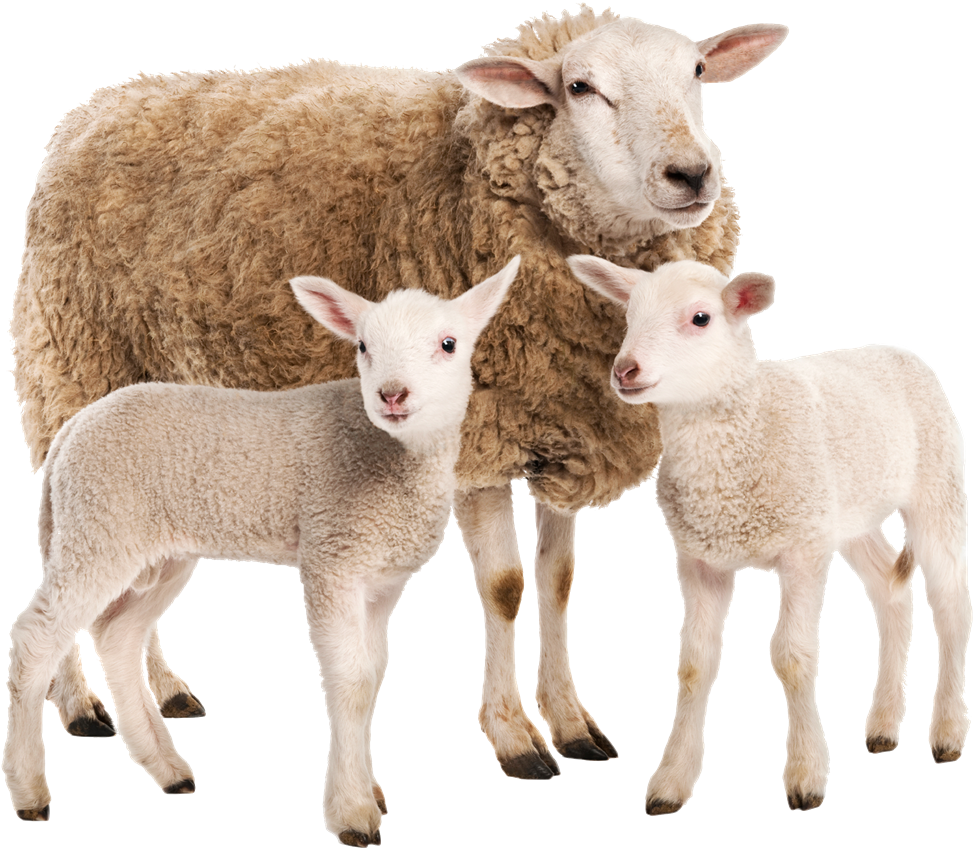 Eweand Lambs Family Portrait PNG