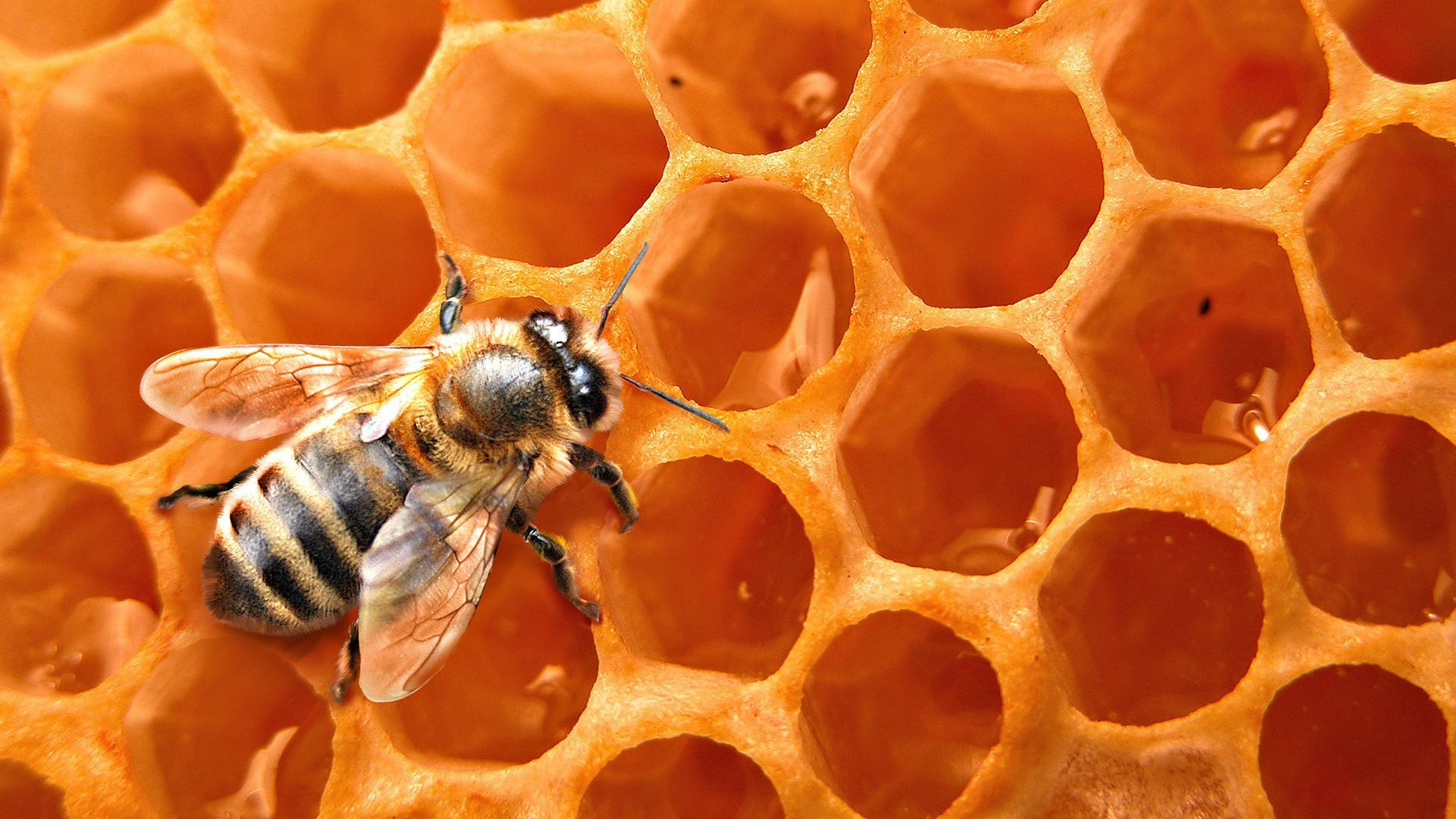 Excellent Macro Photograph Of Honey Bee Wallpaper