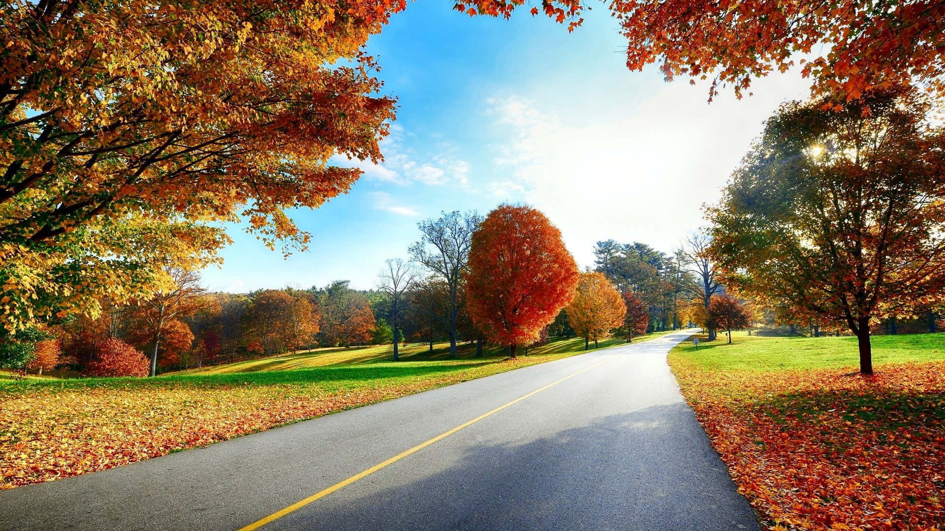 Exceptional Autumn Trees Along A Road Wallpaper