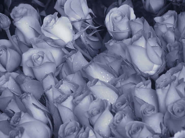 Exceptional Gray Roses in Full Bloom Wallpaper