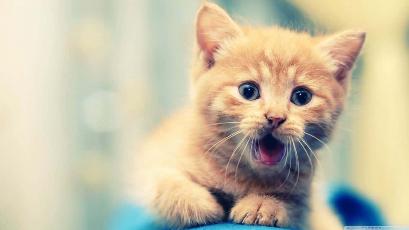 Exceptional Kitten Yawn Wallpaper