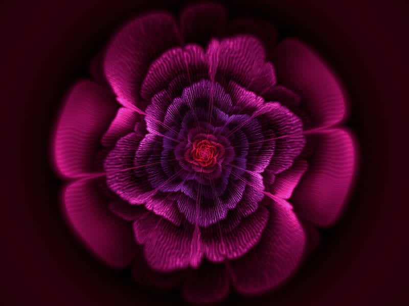 Florexcepcional De Color Rosa. Fondo de pantalla
