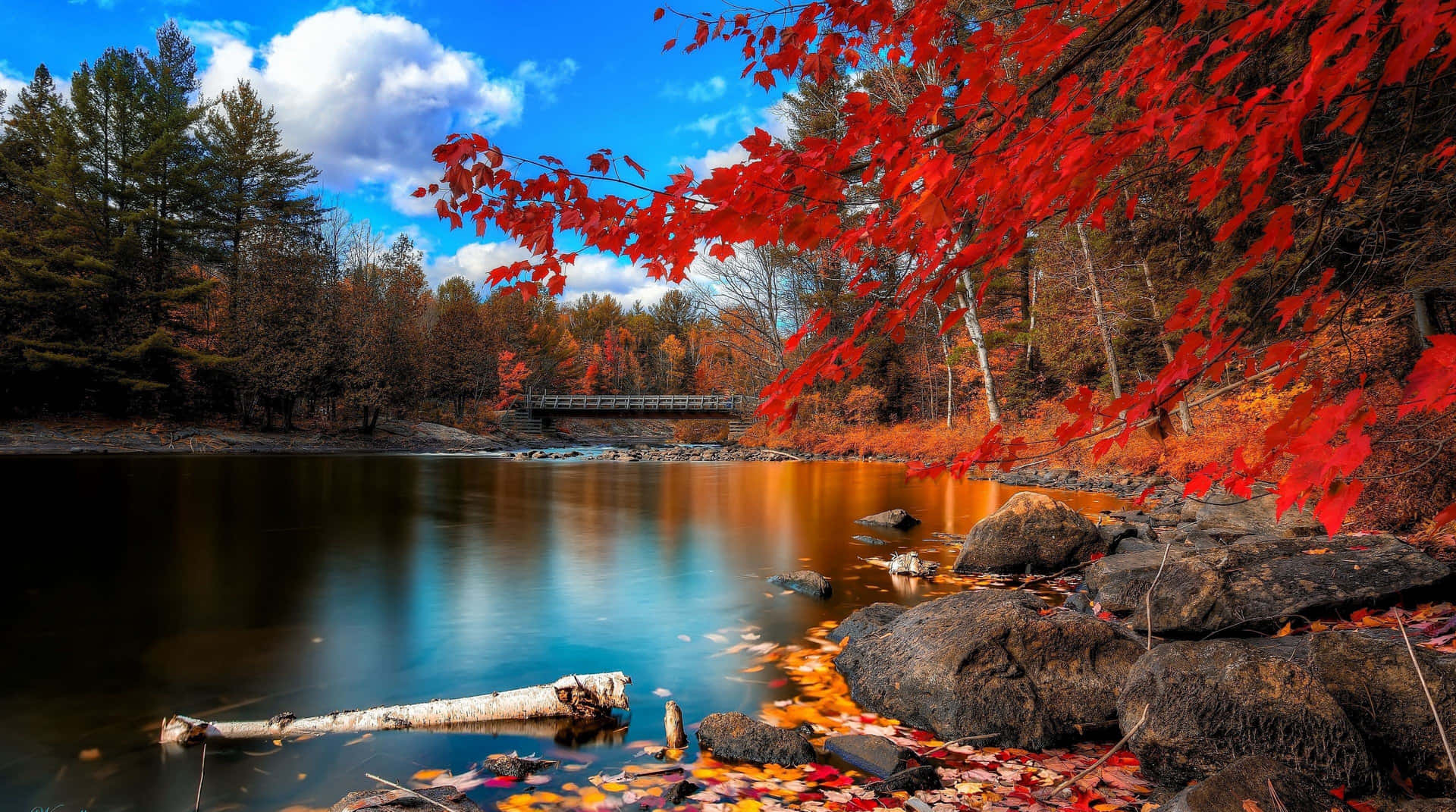 Exceptional Red Trees Wallpaper