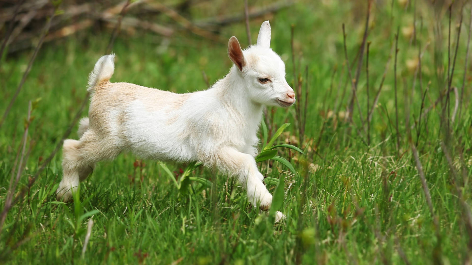 Excited Baby Goat Frolicking in the Meadow Wallpaper