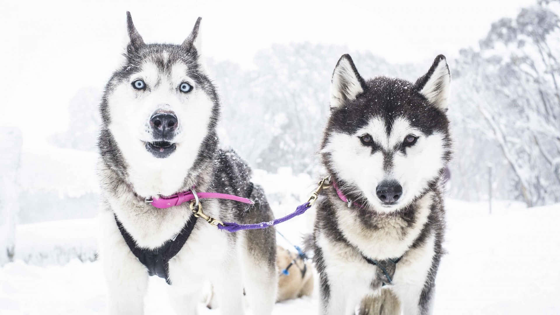 Exciting Journey Through The Snow - Sled Dogs In Action Wallpaper