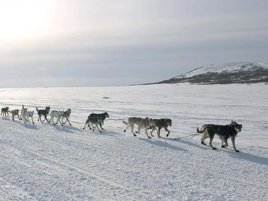 "exhilarating Journey Through The Snow With Sled Dogs" Wallpaper