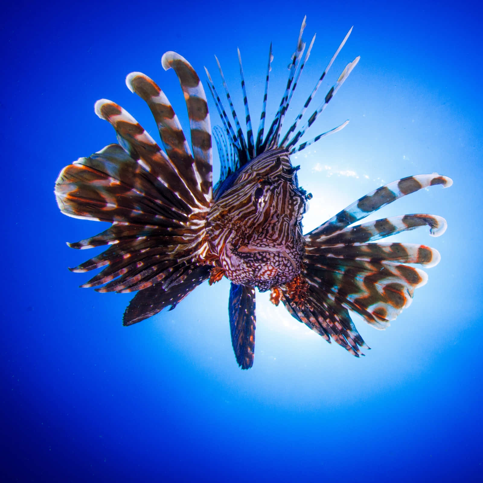 "exotic And Dangerous: Stunning Close-up Of A Lionfish" Wallpaper