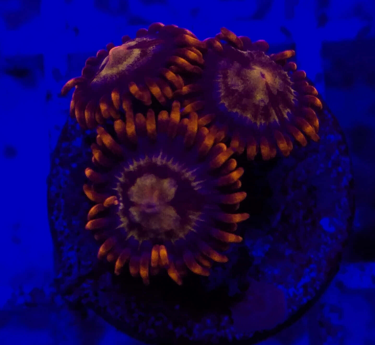 Keindahan Eksotis Dari Zoanthid Wallpaper