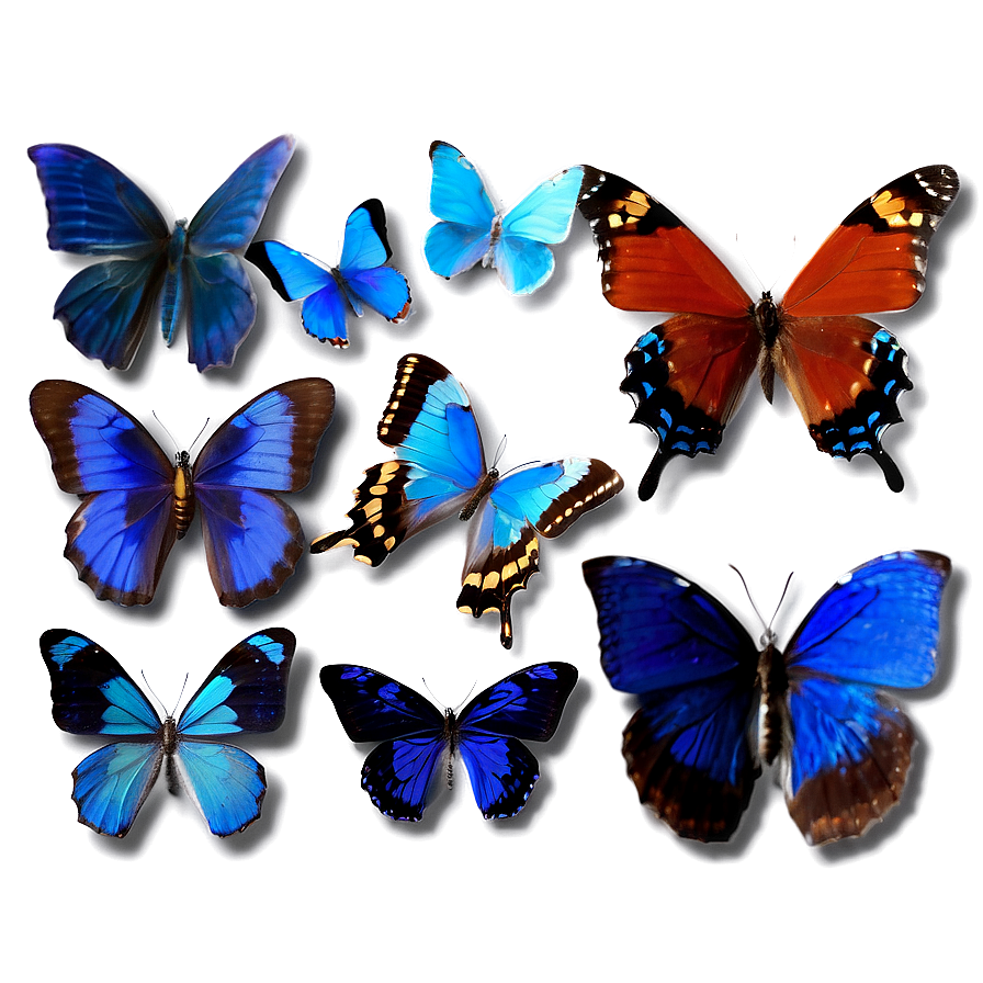 Exotic Blue Butterflies Png 69 PNG