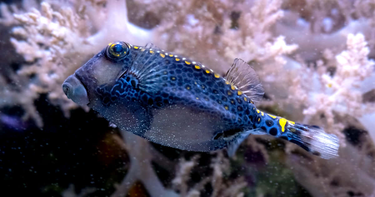 Exotic Boxfish Swimming In Vibrant Coral Reef Wallpaper