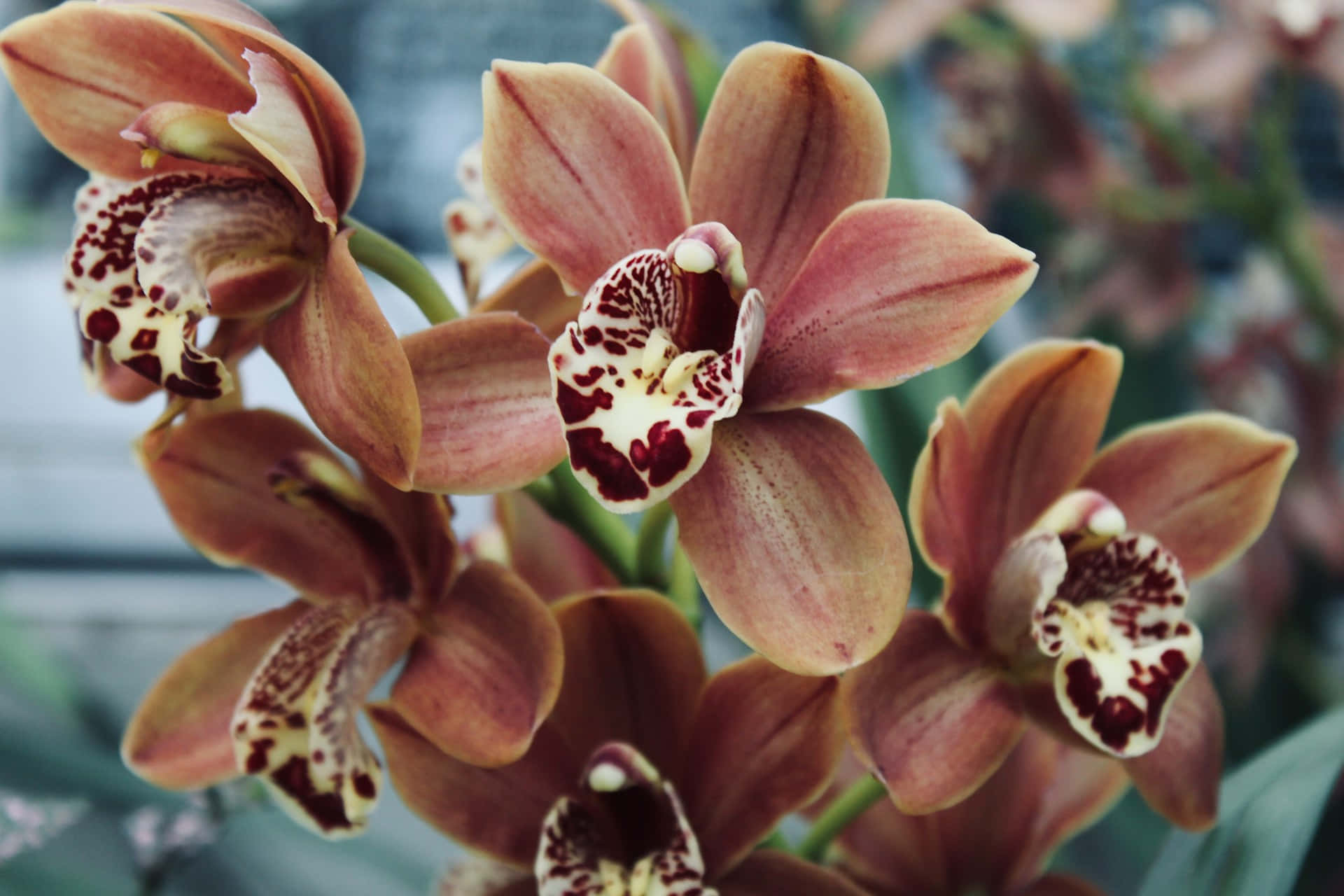 Exotic Brown Orchids Wallpaper