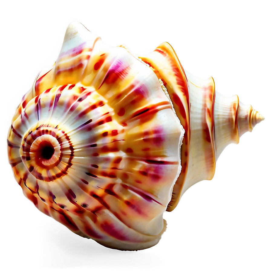 Exotic Conch Shell Png Eeo16 PNG