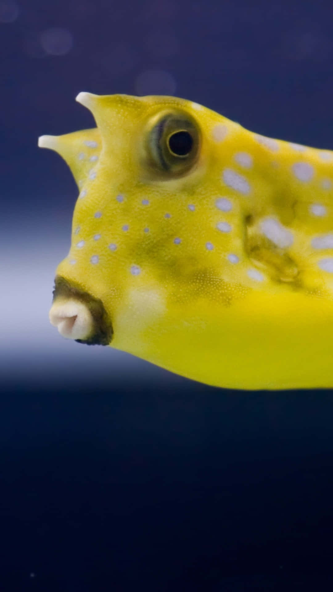 Exotic Cowfish Swimming Under The Sea Wallpaper