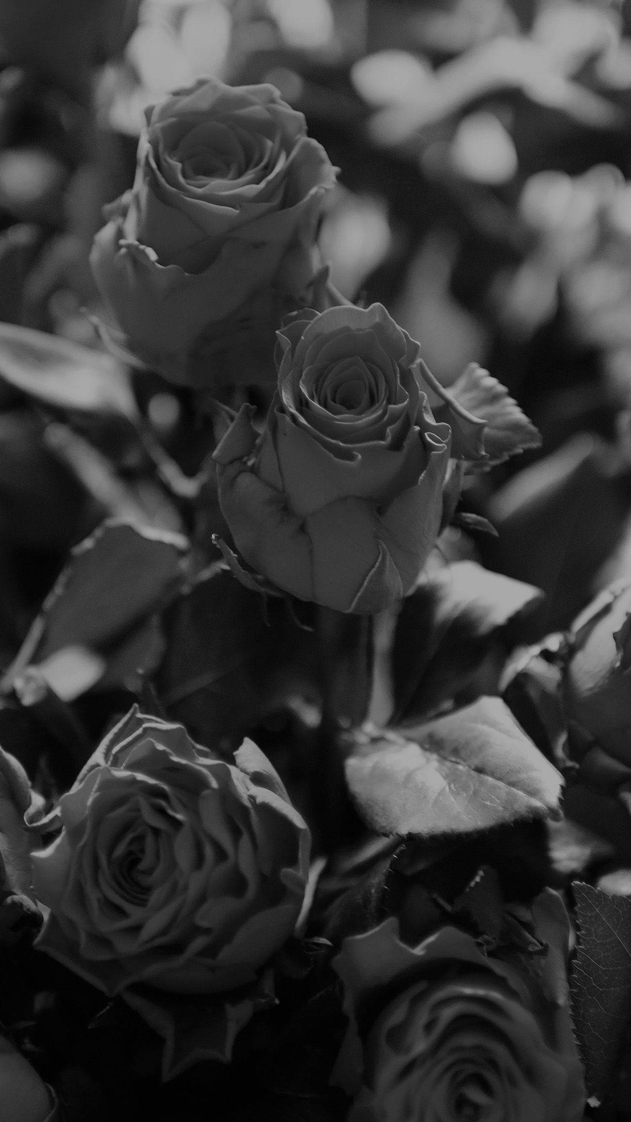 Exotic Flower Black Rose iPhone Wallpaper