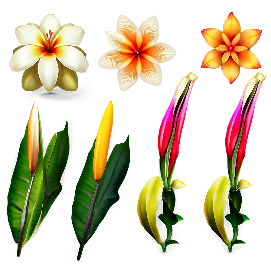 Exotic Flowers Collection Png Dmr61 PNG
