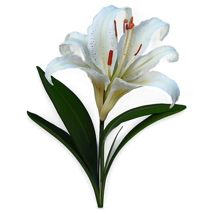 Exotic Lily Flower Png Dgj44 PNG