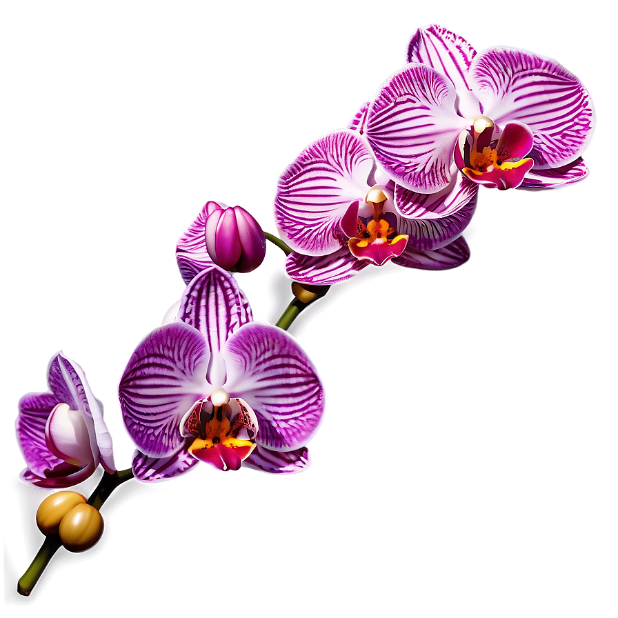 Exotic Orchid Flower Vector Png Ssa34 PNG