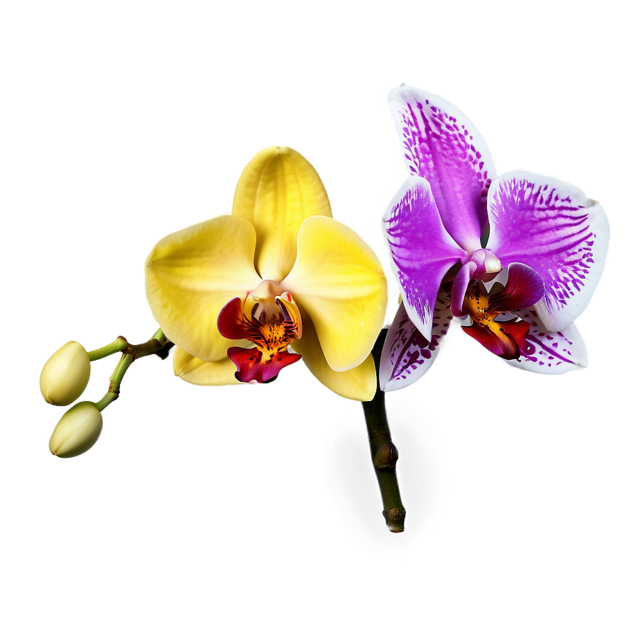 Exotic Orchid Png 13 PNG