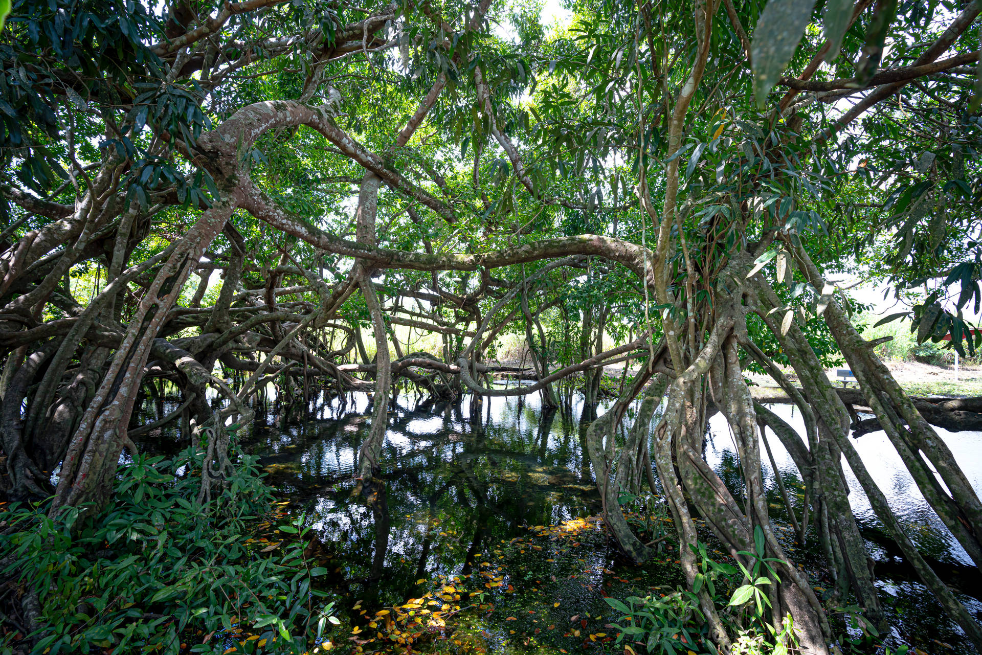 Exotic Rainforest Trees Wallpaper
