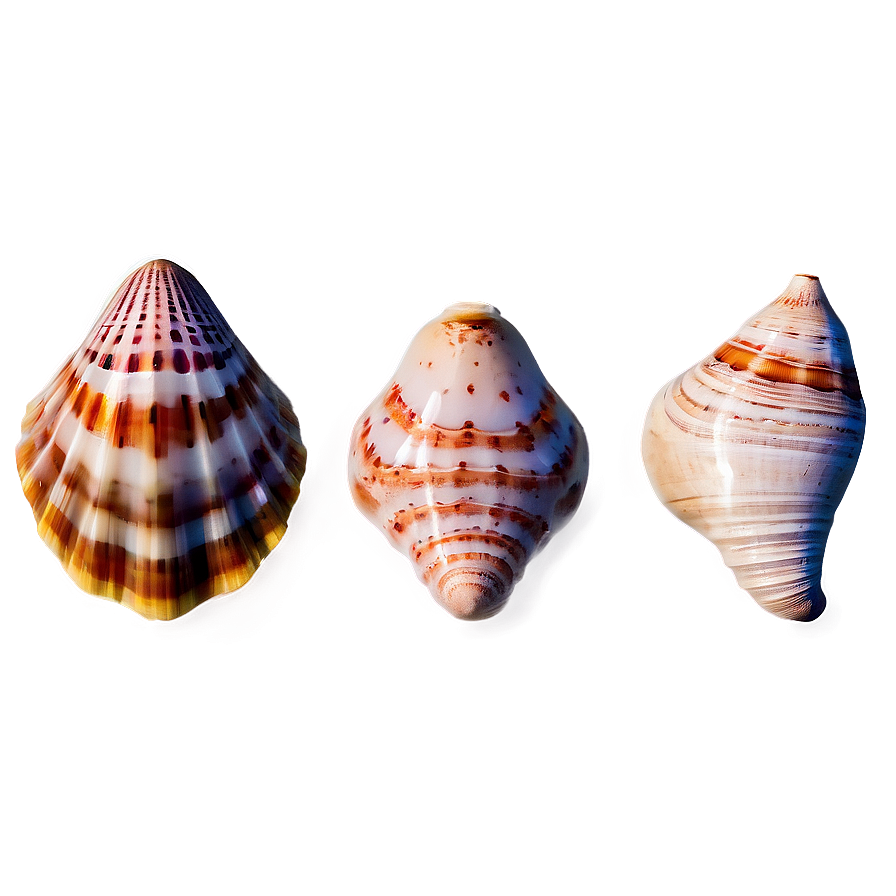 Exotic Seashells Set Png Dfa6 PNG