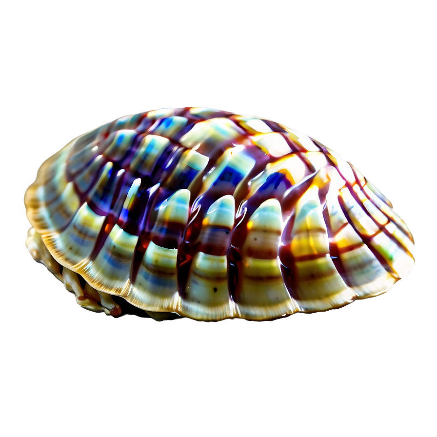 Exotic Shell From Distant Shore Png Rfq62 PNG