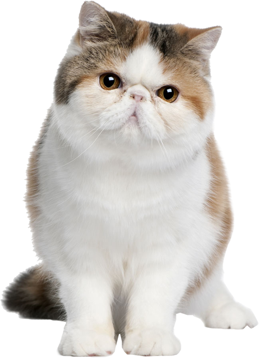 Exotic Shorthair Cat Standing PNG