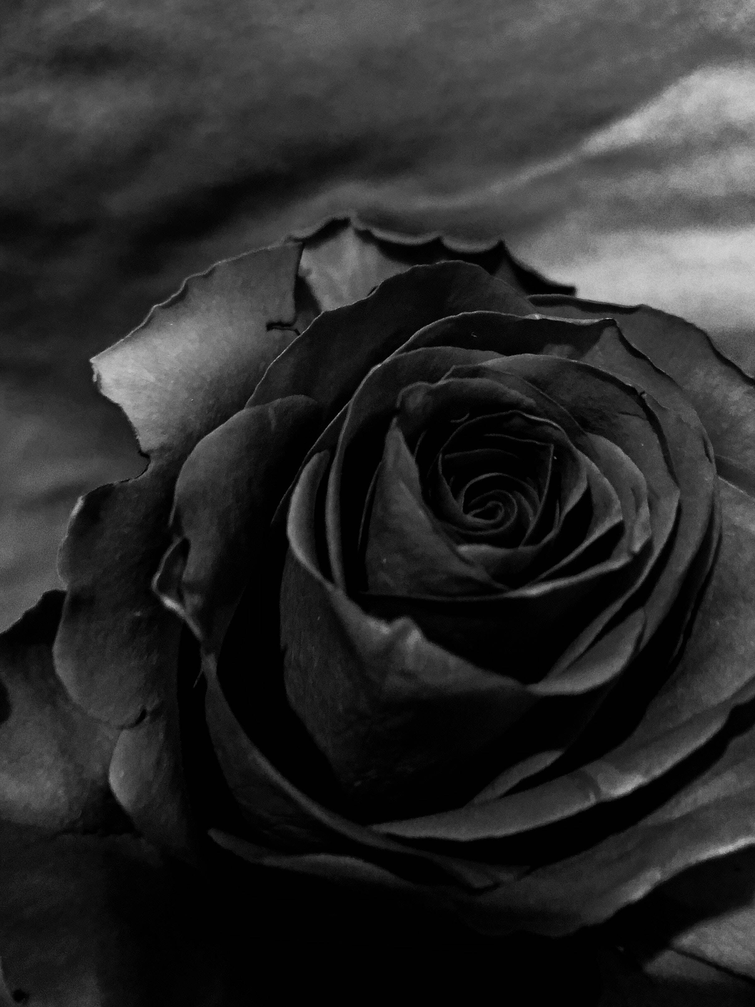 Mysterious Black Rose - The Ultimate Elegance for Your iPhone Wallpaper