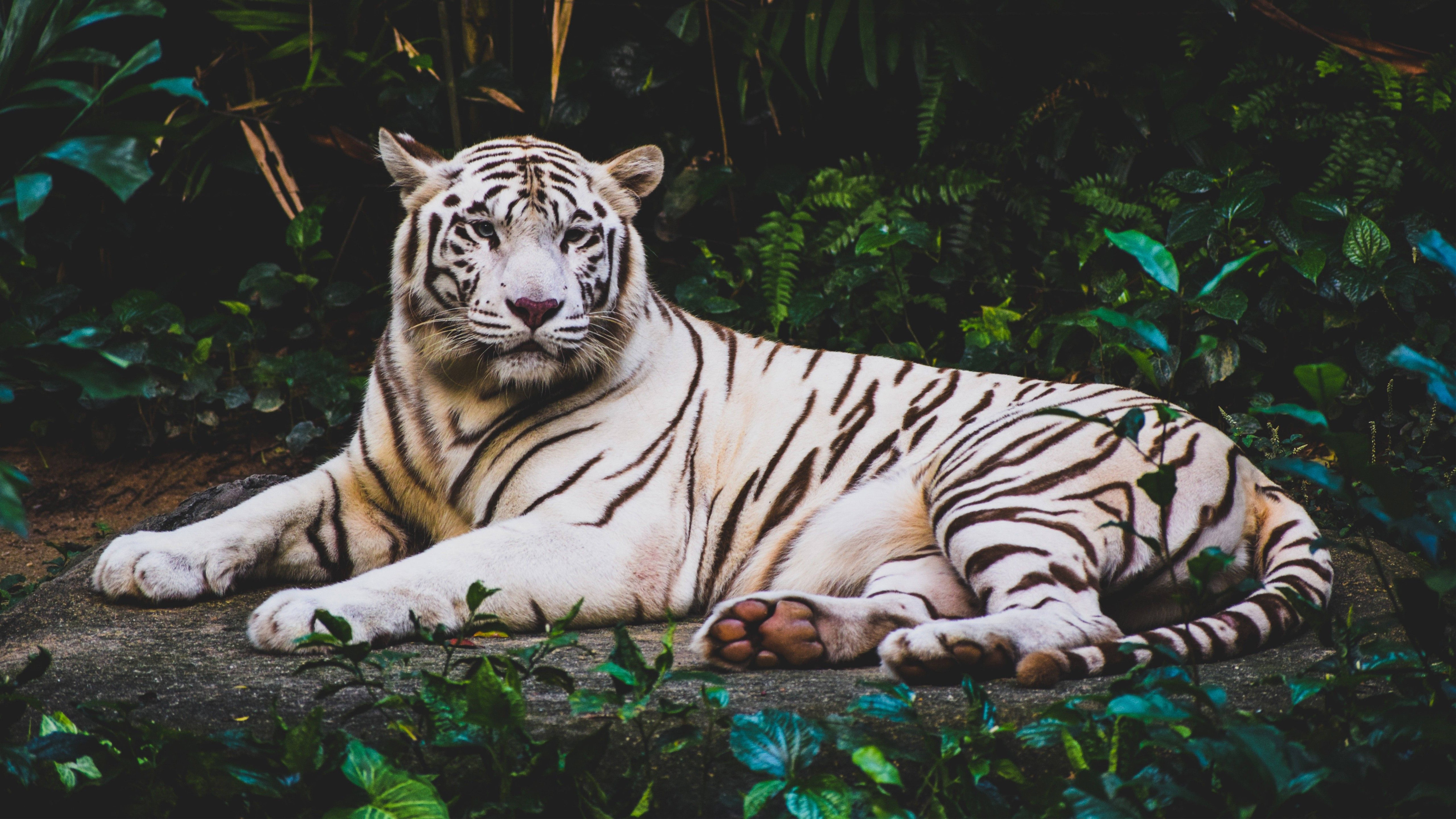 Exotic White 8k Tiger Uhd Background