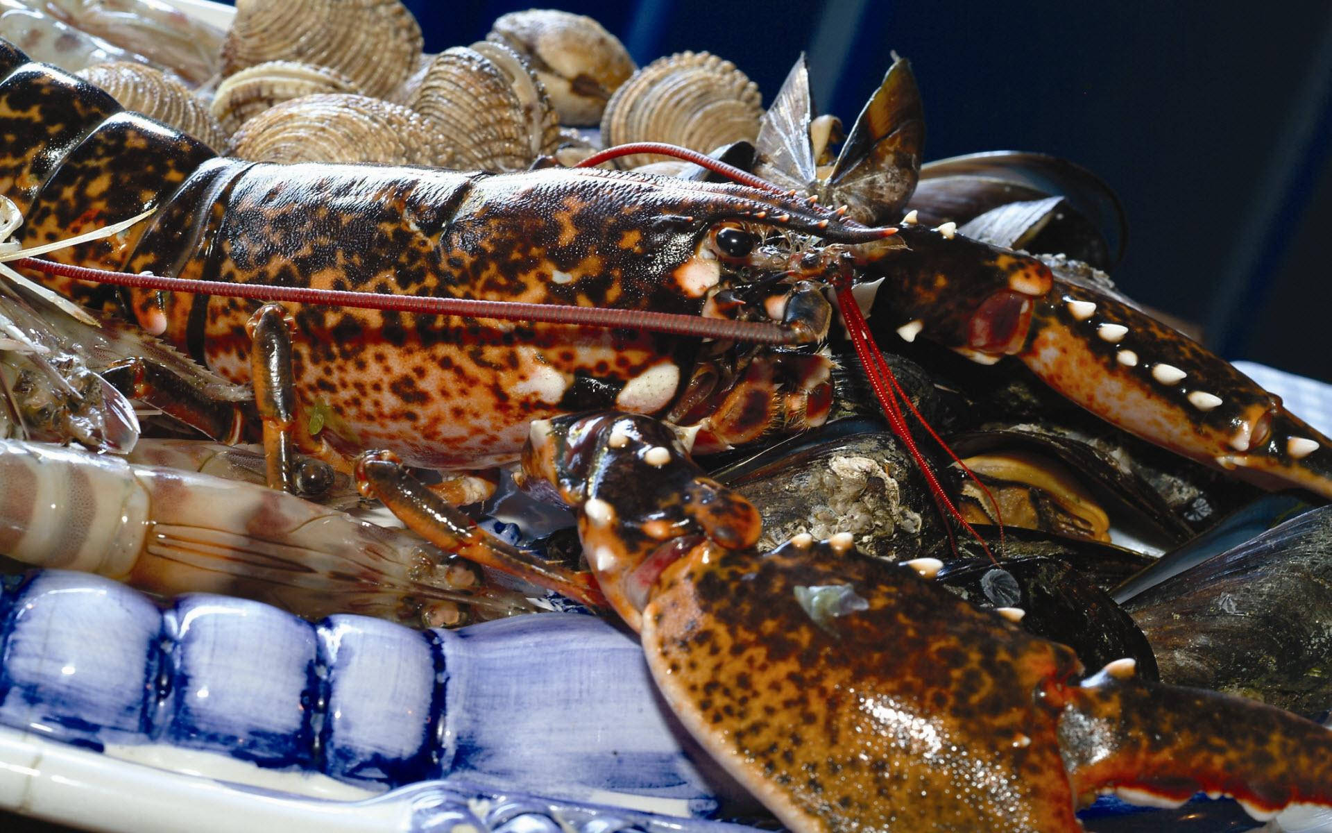 Expensive Calico Lobster Photograph