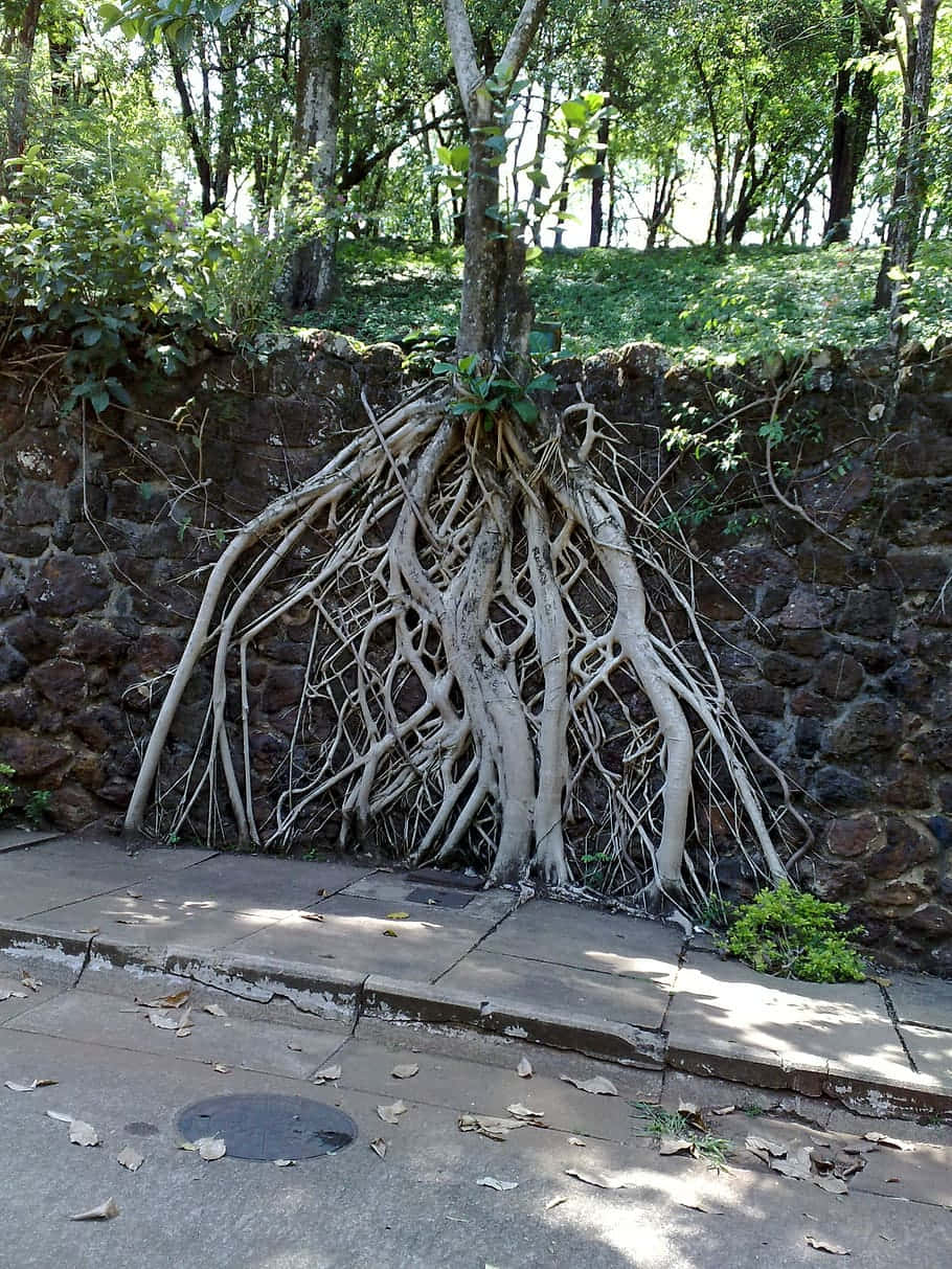 Exposed Roots Wallpaper