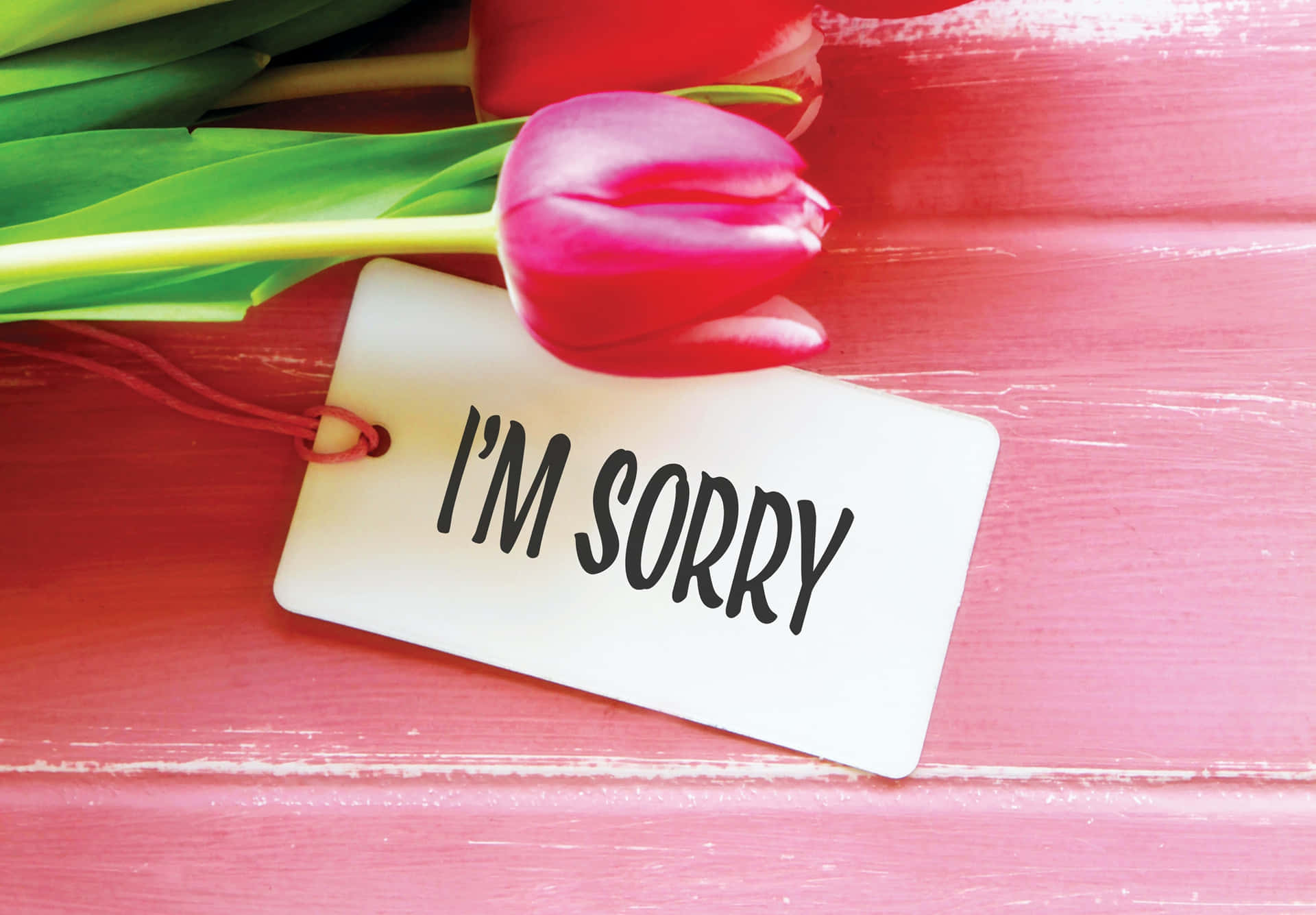 Expressive Apology With Red Rose