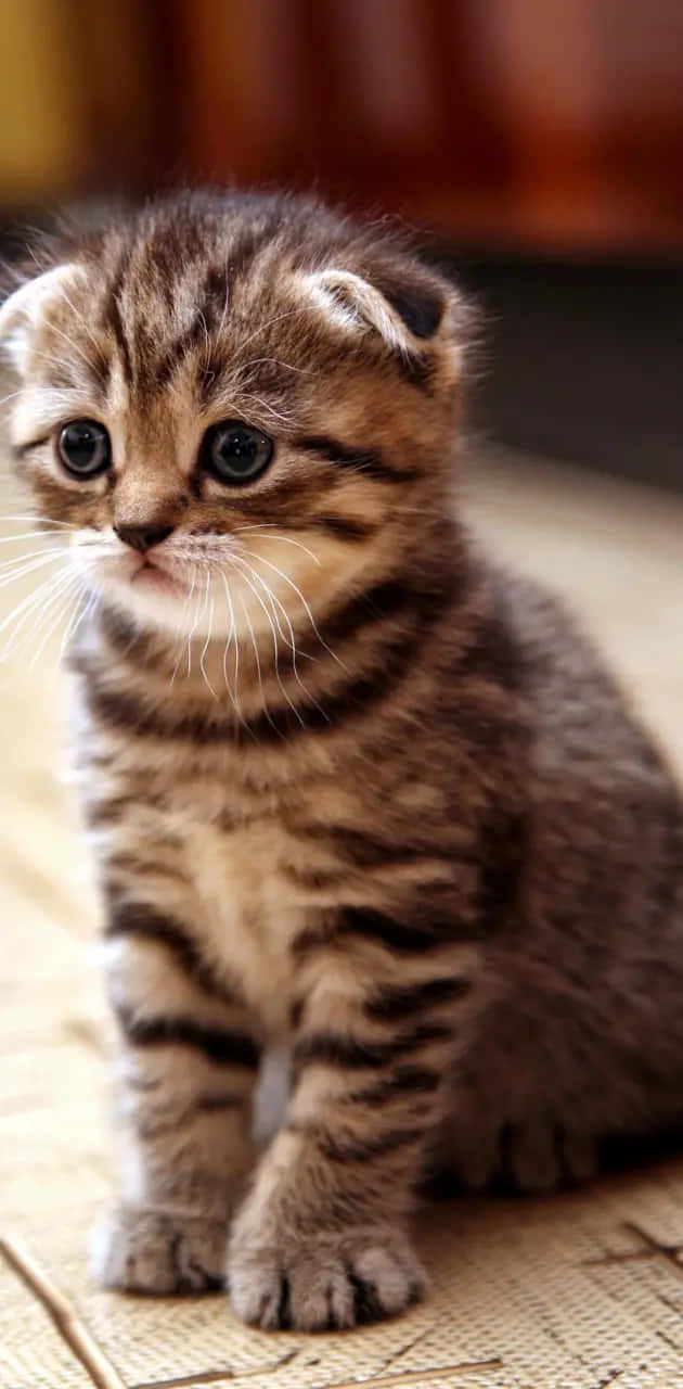 Chaton Tabby Aux Yeux Expressifs.jpg Fond d'écran