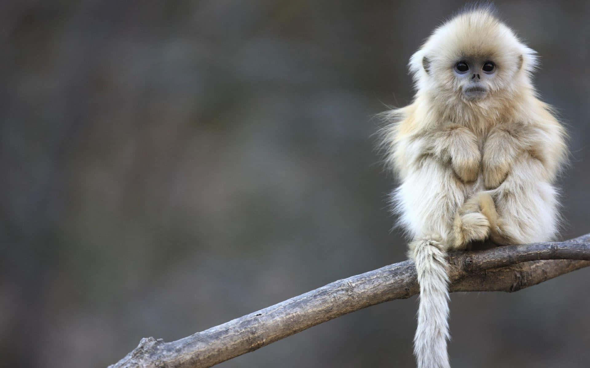 Expressive Monkey In Its Natural Habitat