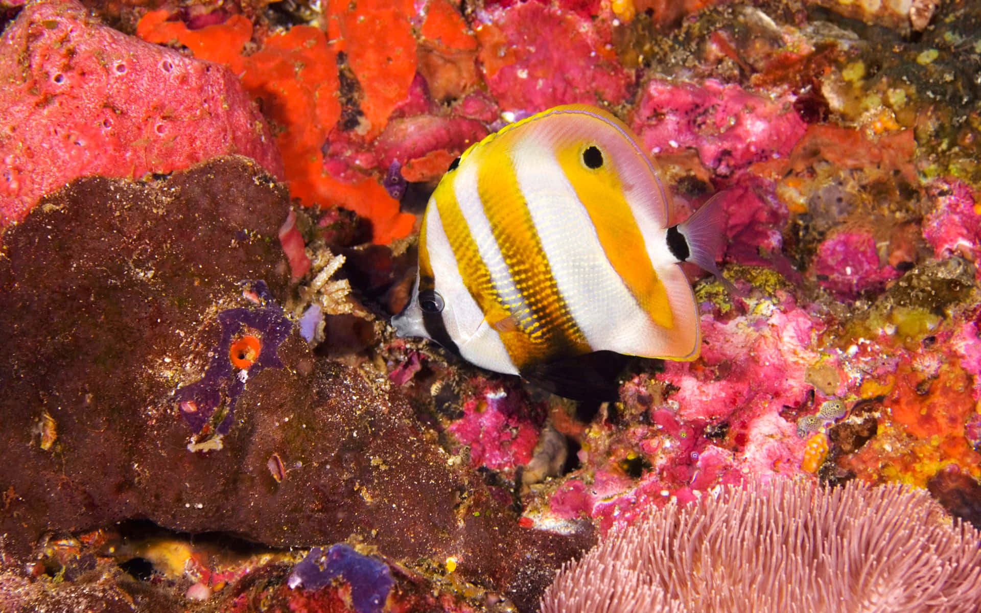 Exquisite Butterflyfish Exploring Coral Reefs Wallpaper
