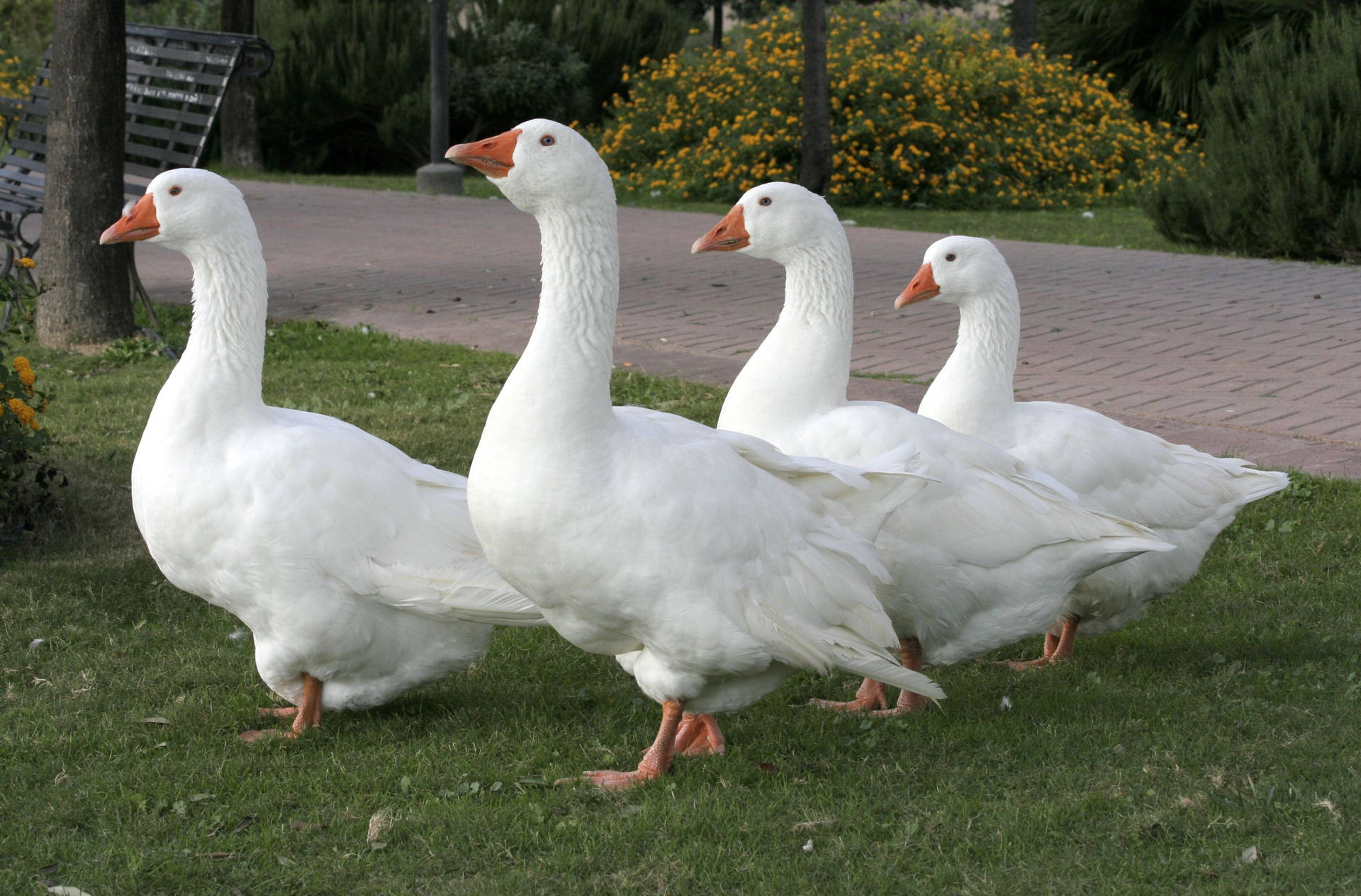 Exquisite Close Up Of White Geese Wallpaper