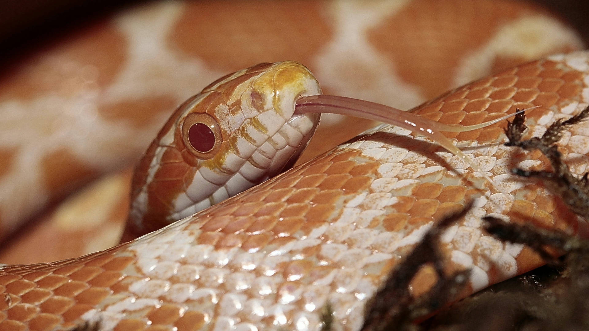 Exquisite Corn Snake In Its Natural Environment Wallpaper